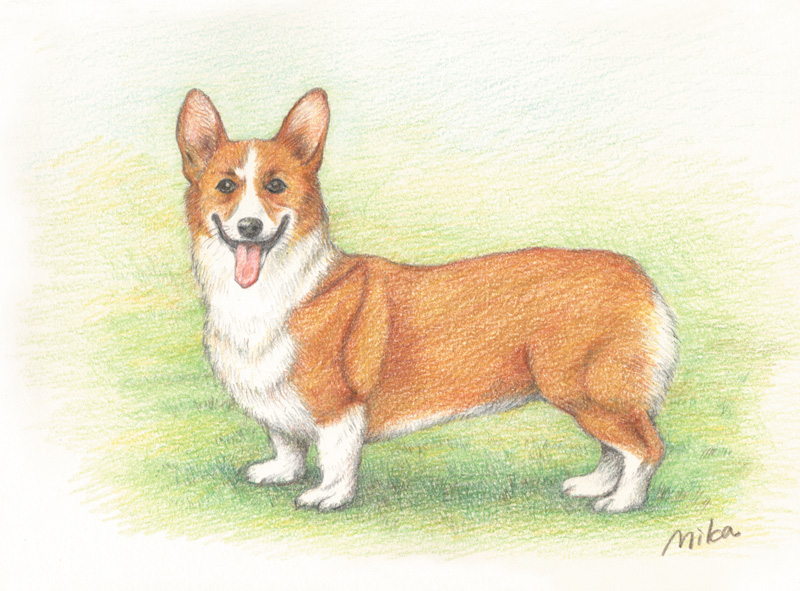 40Welshcorgi2