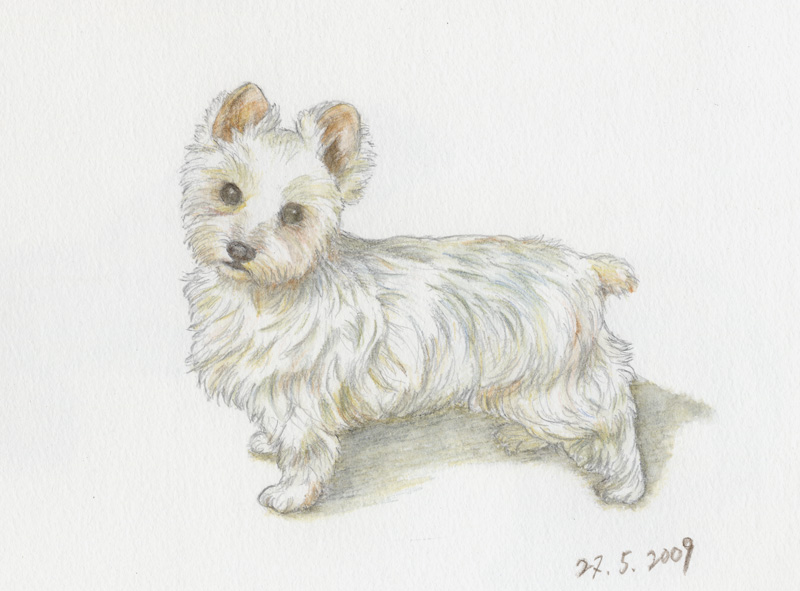 50yorkshireterrier2